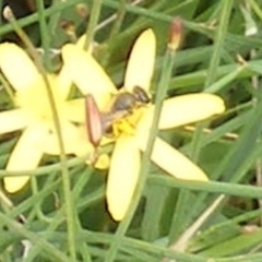 Lasioglossum sp. (genus) at Mugga Mugga Grassland (MMW) - 31 Jan 2024 12:11 PM