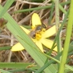 Lasioglossum sp. (genus) at Mugga Mugga Grassland (MMW) - 31 Jan 2024 12:11 PM