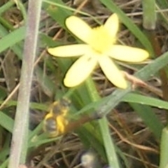 Lasioglossum sp. (genus) at Mugga Mugga Grassland (MMW) - 31 Jan 2024 12:11 PM