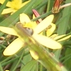 Lasioglossum sp. (genus) at Mugga Mugga Grassland (MMW) - 31 Jan 2024 12:11 PM