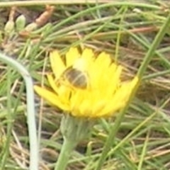 Apiformes (informal group) (Unidentified bee) at Mugga Mugga Grassland (MMW) - 31 Jan 2024 by MichaelMulvaney