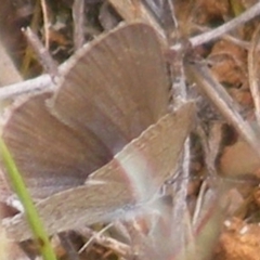 Zizina otis (Common Grass-Blue) at Mugga Mugga Grassland (MMW) - 31 Jan 2024 by MichaelMulvaney