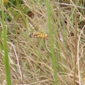 Simosyrphus grandicornis at Mugga Mugga Grassland (MMW) - 31 Jan 2024