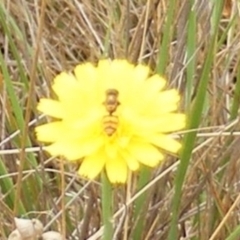 Simosyrphus grandicornis at Mugga Mugga Grassland (MMW) - 31 Jan 2024