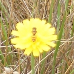 Simosyrphus grandicornis at Mugga Mugga Grassland (MMW) - 31 Jan 2024