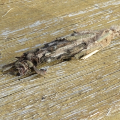 Metura elongatus (Saunders' case moth) at Wingecarribee Local Government Area - 23 Jan 2024 by Span102