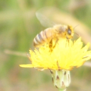 Apis mellifera at Mugga Mugga Grassland (MMW) - 31 Jan 2024