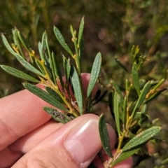 Acacia sclerophylla at Ouyen, VIC - 25 Jan 2024 by Darcy