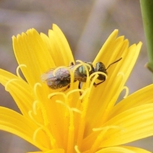 Lasioglossum (Homalictus) sp. (genus & subgenus) at Mugga Mugga Grassland (MMW) - 31 Jan 2024