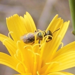 Lasioglossum (Homalictus) sp. (genus & subgenus) (Furrow Bee) at Mugga Mugga Grassland (MMW) - 31 Jan 2024 by MichaelMulvaney