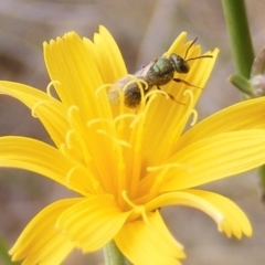 Lasioglossum (Homalictus) sp. (genus & subgenus) at Mugga Mugga Grassland (MMW) - 31 Jan 2024