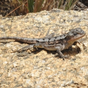 Rankinia diemensis at Namadgi National Park - 31 Jan 2024 01:30 PM