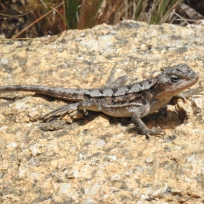 Rankinia diemensis (Mountain Dragon) at Namadgi National Park - 31 Jan 2024 by JohnBundock