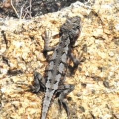 Rankinia diemensis at Namadgi National Park - 31 Jan 2024 01:30 PM