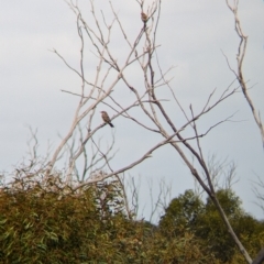 Acanthagenys rufogularis (Spiny-cheeked Honeyeater) at Ouyen, VIC - 26 Jan 2024 by Darcy