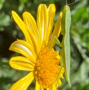 Orthodera ministralis at Theodore, ACT - 31 Jan 2024