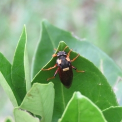 Perga dorsalis at Wingecarribee Local Government Area - 27 Jan 2024 by Span102