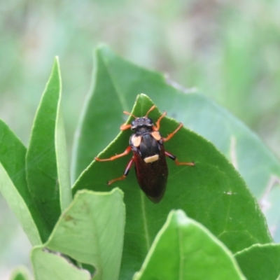 Perga dorsalis at Mittagong, NSW - 27 Jan 2024 by Span102