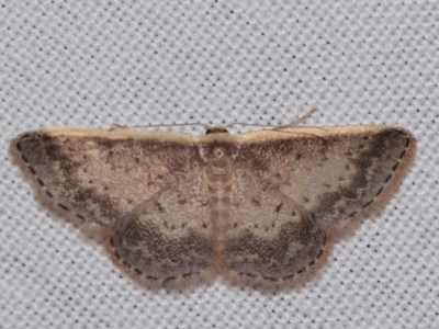 Idaea nephelota (Clouded Wave) at QPRC LGA - 30 Jan 2024 by DianneClarke