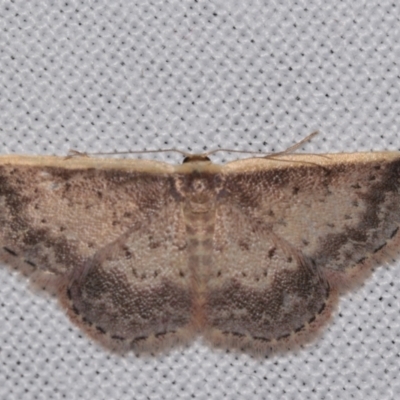 Idaea nephelota (Clouded Wave) by DianneClarke