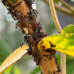 Eurymelinae (subfamily) (Unidentified eurymeline leafhopper) at Wingecarribee Local Government Area - 27 Jan 2024 by Span102