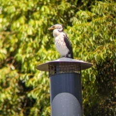 Microcarbo melanoleucos (Little Pied Cormorant) at Adelaide, SA - 27 Jan 2024 by Darcy