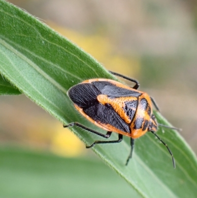 Agonoscelis rutila (Horehound bug) at Kambah, ACT - 30 Jan 2024 by FeralGhostbat