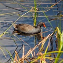 Gallinula tenebrosa (Dusky Moorhen) at Adelaide, SA - 27 Jan 2024 by Darcy