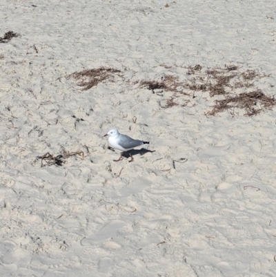 Chroicocephalus novaehollandiae (Silver Gull) at Semaphore, SA - 27 Jan 2024 by Darcy