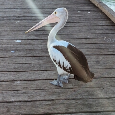 Pelecanus conspicillatus (Australian Pelican) at Semaphore, SA - 27 Jan 2024 by Darcy