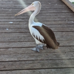Pelecanus conspicillatus at Semaphore, SA - 27 Jan 2024 06:37 PM