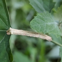 Geometridae (family) IMMATURE at Lions Youth Haven - Westwood Farm A.C.T. - 31 Jan 2024