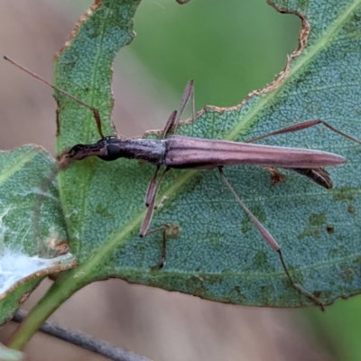 Rhinophthalmus nasutus (A Longhorn Beetle) at Lions Youth Haven - Westwood Farm A.C.T. - 31 Jan 2024 by HelenCross