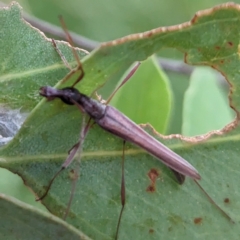 Rhinophthalmus nasutus at Lions Youth Haven - Westwood Farm A.C.T. - 31 Jan 2024