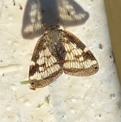 Scolypopa australis (Passionvine hopper, Fluffy bum) at Wingecarribee Local Government Area - 19 Jan 2024 by GlossyGal