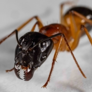 Camponotus consobrinus at QPRC LGA - suppressed