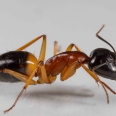 Camponotus consobrinus at QPRC LGA - suppressed