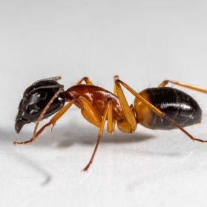 Camponotus consobrinus at QPRC LGA - suppressed