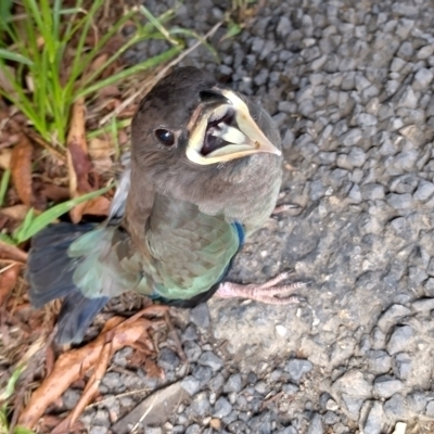 Eurystomus orientalis (Dollarbird) at Darkwood, NSW - 31 Jan 2024 by NJ