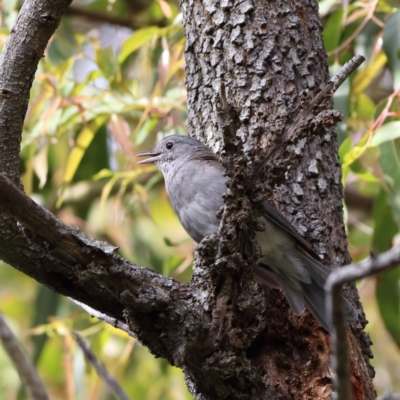 Colluricincla harmonica (Grey Shrikethrush) at Eurobodalla National Park - 29 Jan 2024 by Trevor