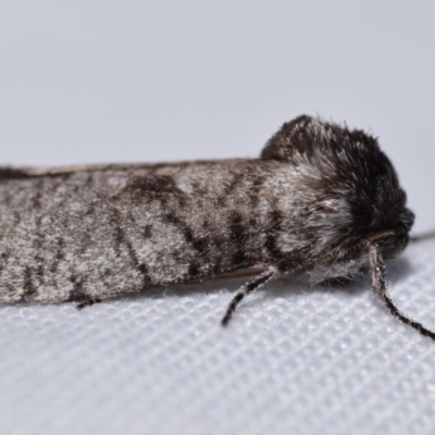Trigonocyttara clandestina (Less-stick Case Moth) at QPRC LGA - 27 Jan 2024 by DianneClarke