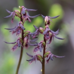 Corunastylis ostrina at Tallong, NSW - 31 Jan 2024