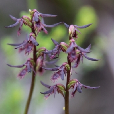 Corunastylis ostrina (Purple Midge Orchid) at Tallong, NSW - 31 Jan 2024 by Csteele4