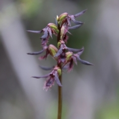 Corunastylis ostrina at Tallong, NSW - 31 Jan 2024