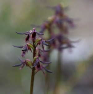 Corunastylis ostrina at Tallong, NSW - 31 Jan 2024