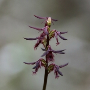 Corunastylis ostrina at Tallong, NSW - suppressed