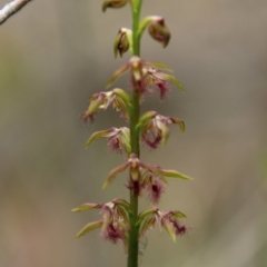 Corunastylis fimbriata (Fringed Midge Orchid) at Goulburn Mulwaree Council - 31 Jan 2024 by Csteele4