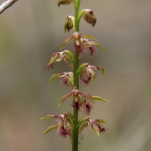 Corunastylis fimbriata at Tallong, NSW - suppressed