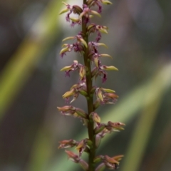 Corunastylis fimbriata at Tallong, NSW - suppressed