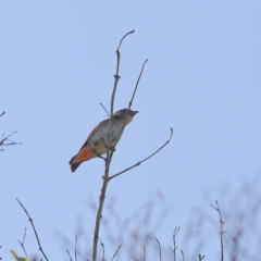 Dicaeum hirundinaceum (Mistletoebird) at Eurobodalla National Park - 30 Jan 2024 by MichaelWenke